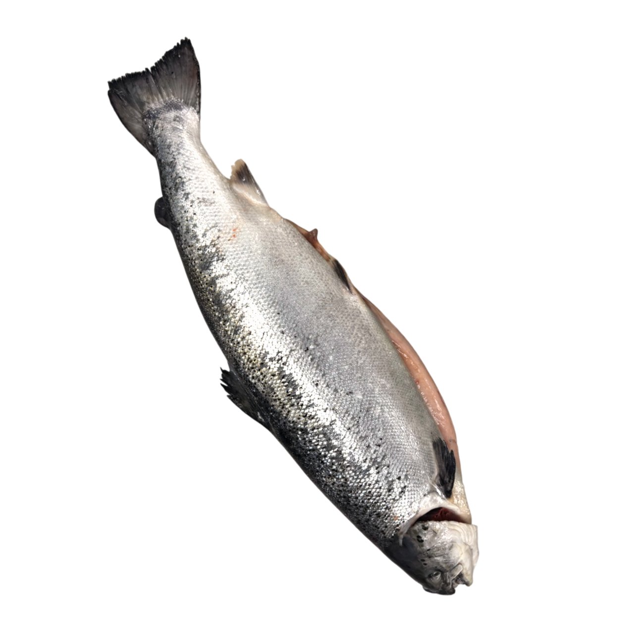 Семга охлажденная тушка 4/5 кг