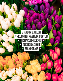 Тюльпан Луковицы неочищенные, Микс сортов, более 200шт+