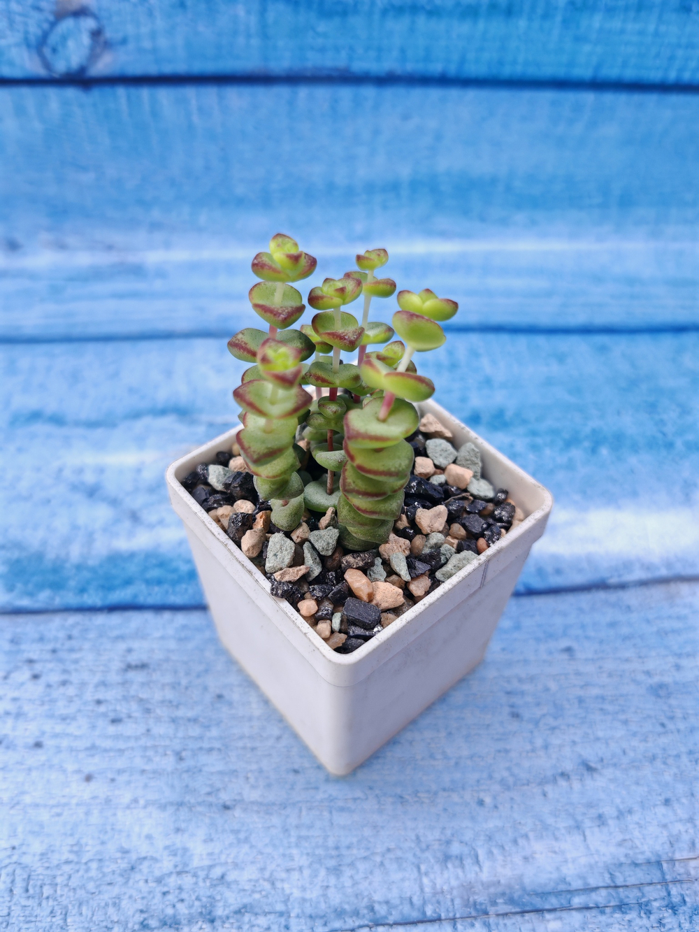 Crassula Marnieriana Hottentot (Крассула)