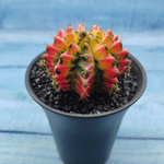 Gymnocalycium Variegata (Гимнокалициум Вариегатный)