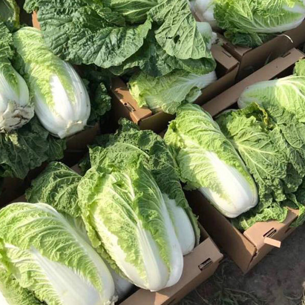 Билко F1 семена капусты пекинской (Bejo / Бейо)