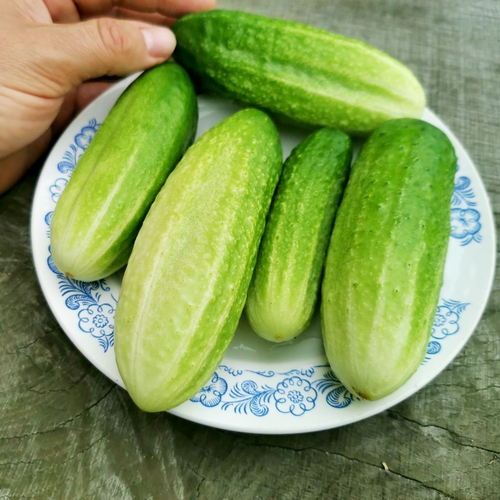 Огурцы Старые Немецкие