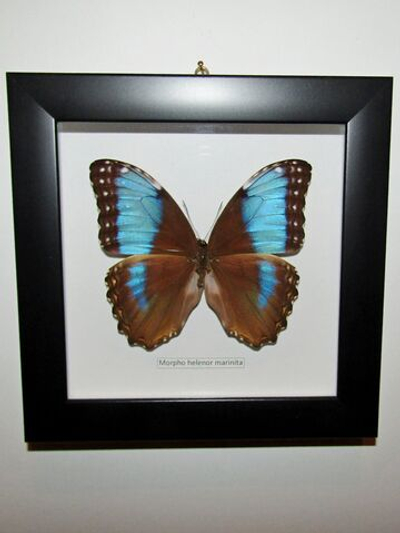 Бабочка Morpho helenor marinita в рамке