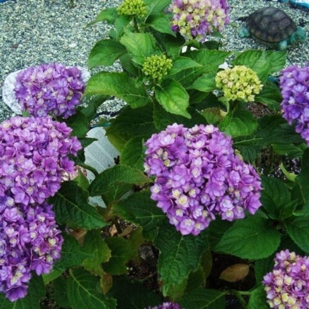 Ю энд ми Тугезе (Крупнолистная гортензия)