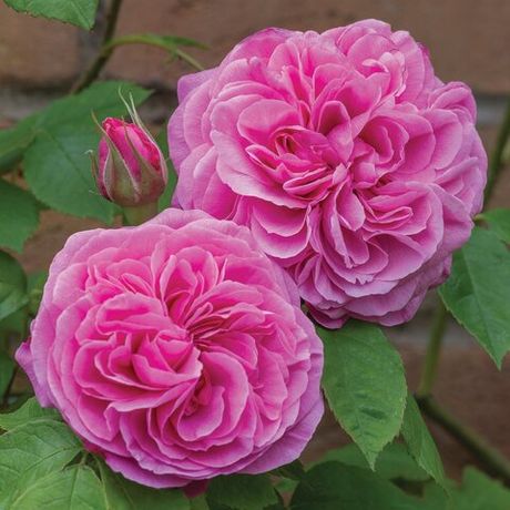 Гертруда Джекилл (Gertrude Jekyll)