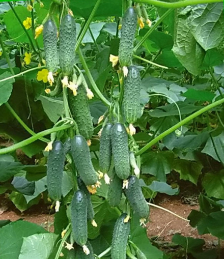 Огурец Маша F1