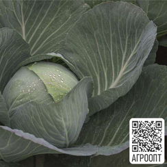 Перфекта F1 семена капусты белокочанной (Bejo / Бейо)