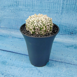 Astrophytum Asterias (Астрофитум)