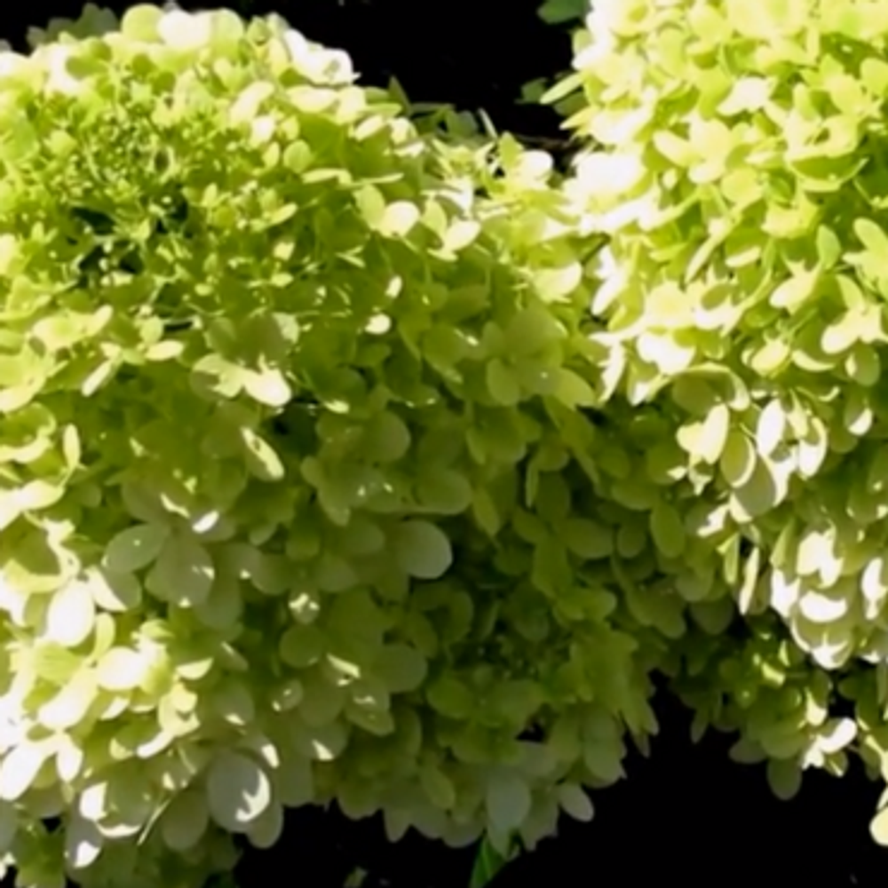 Гортензия метельчатая Би Грин (7/8 вет) Закупка М59 апрель 2026