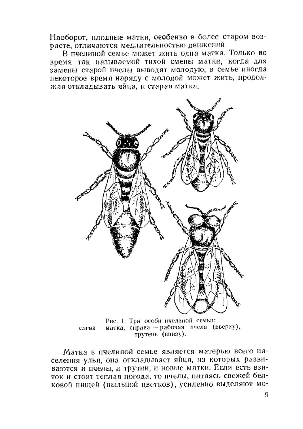 Пчеловодство в Пермской области | П.С. Щербина
