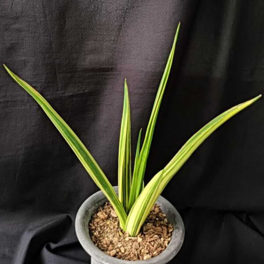 Сансевиерия SIAM GREEN VAR