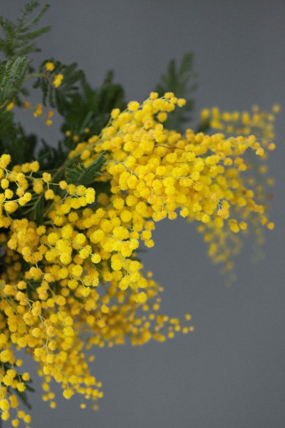 Монобукет Мимоза