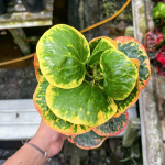 Кротон ARUN RATSAMEE