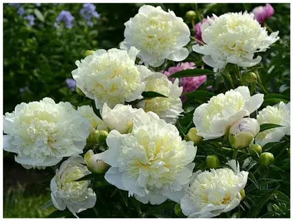 Пион Duchesse de Nemours (корень 3/5 почек)