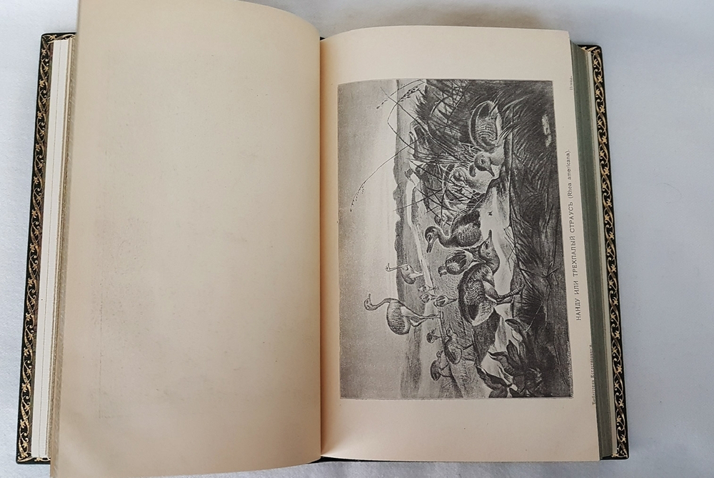 "Птицы". М.А.Мензбир. 1918г. - антикварное издание