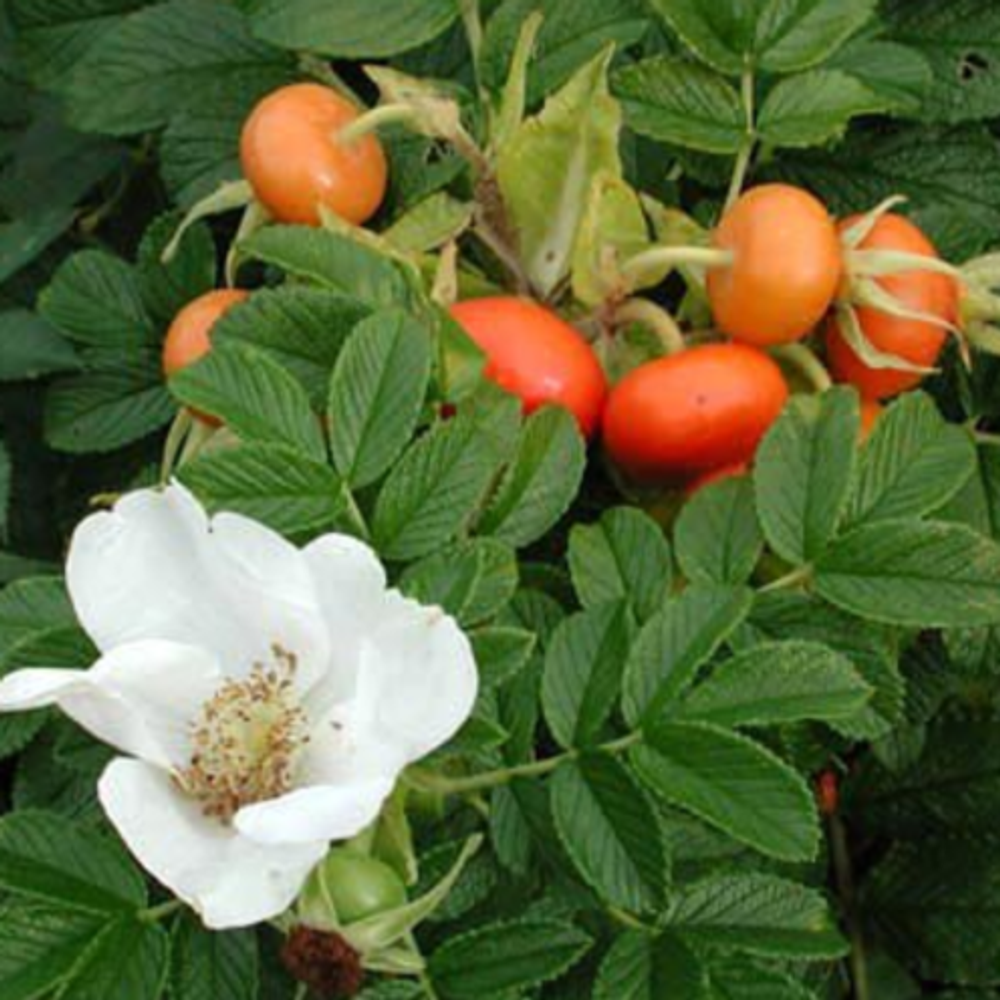 Шиповник (роза ругоза) морщинистый Альба С5 40-60