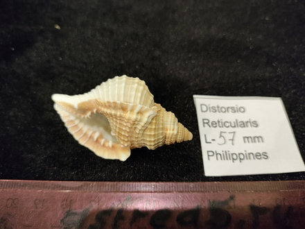 Дисторсио Ретикуларис