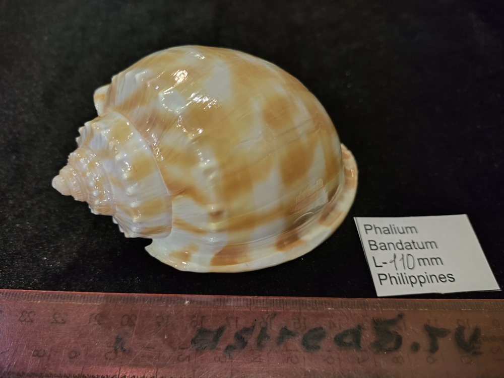 Фалиум Бандатум "110мм"