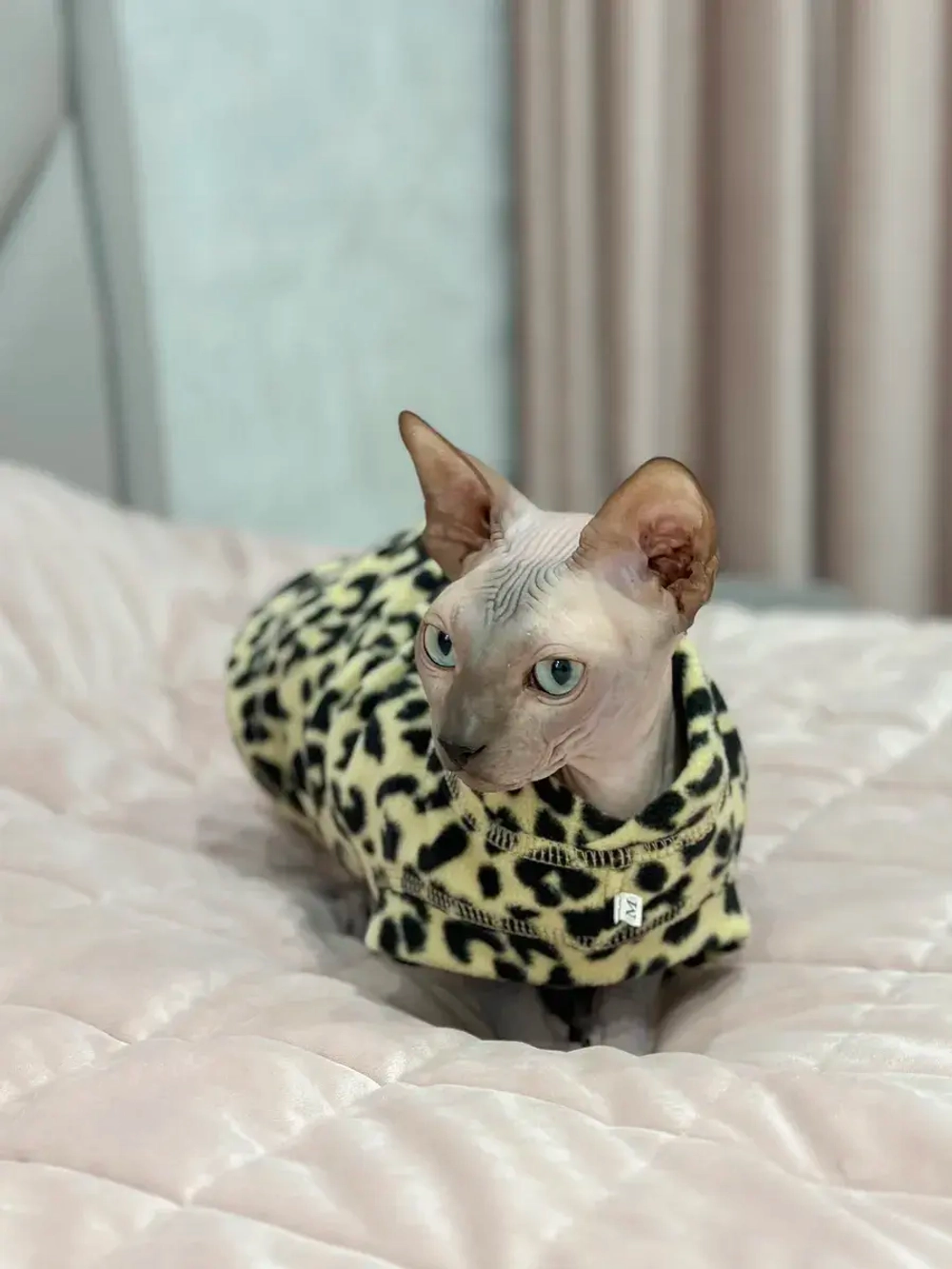 Одежда свитер для сфинксов кошек