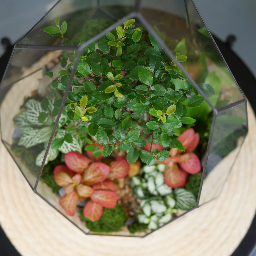 Готовый флорариум бонсай Японский вяз Айсберг