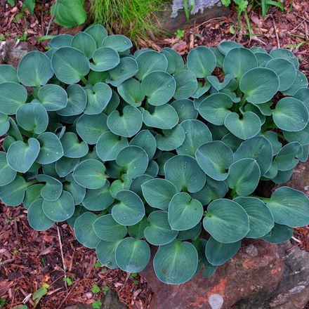 Хоста Блю Маус Иарс (Blue Mouse Ears)