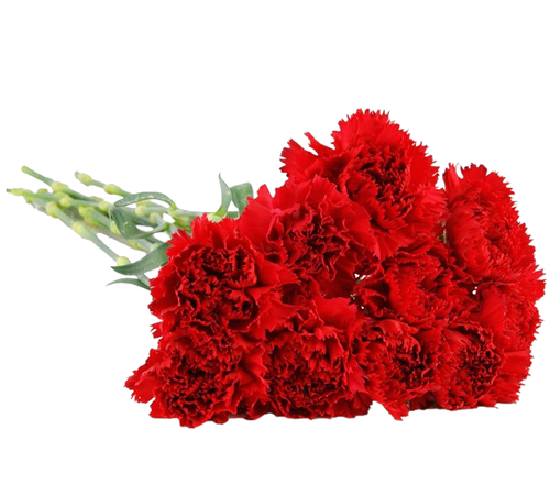 Траурный букет из живых цветов «40 красных гвоздик»