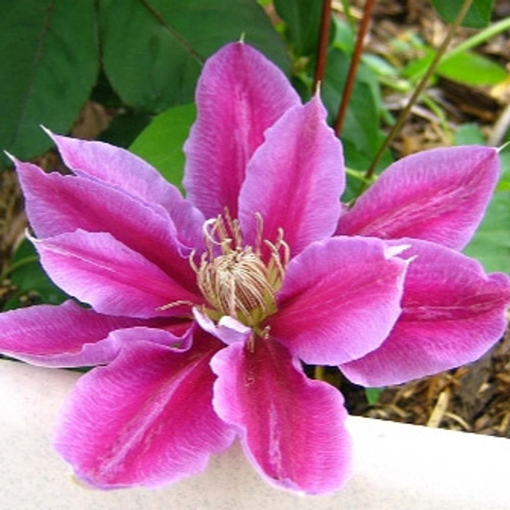 Клематис крупноцветковый Доктор Руппель