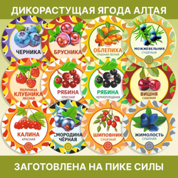 Липа веничек, 1 шт. ЛИПЧ-00-001
