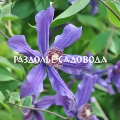 Клематис интегрифолия Сизая птица