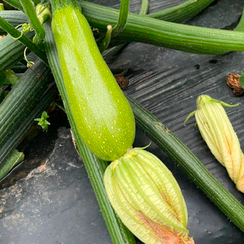 Инесса F1 семена кабачка (Enza Zaden / Энза Заден)