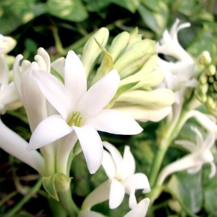 Отдушка CS - Гардения Тупероза (Gardenia Tuberose)