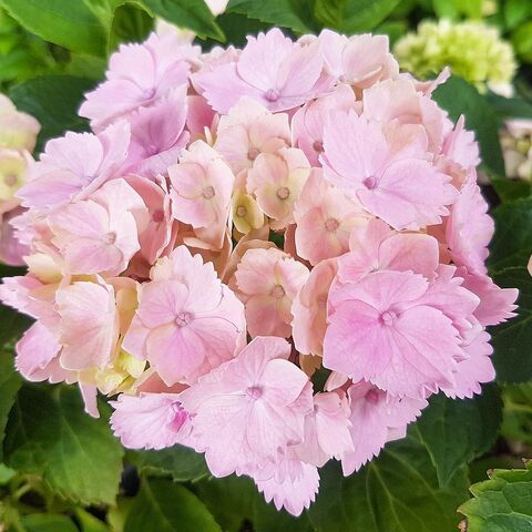 №2 Укорененный черенок Гортензия крупнолистовая ПИНК СЕНСЕЙШЕН (Hydrangea macrophylla 