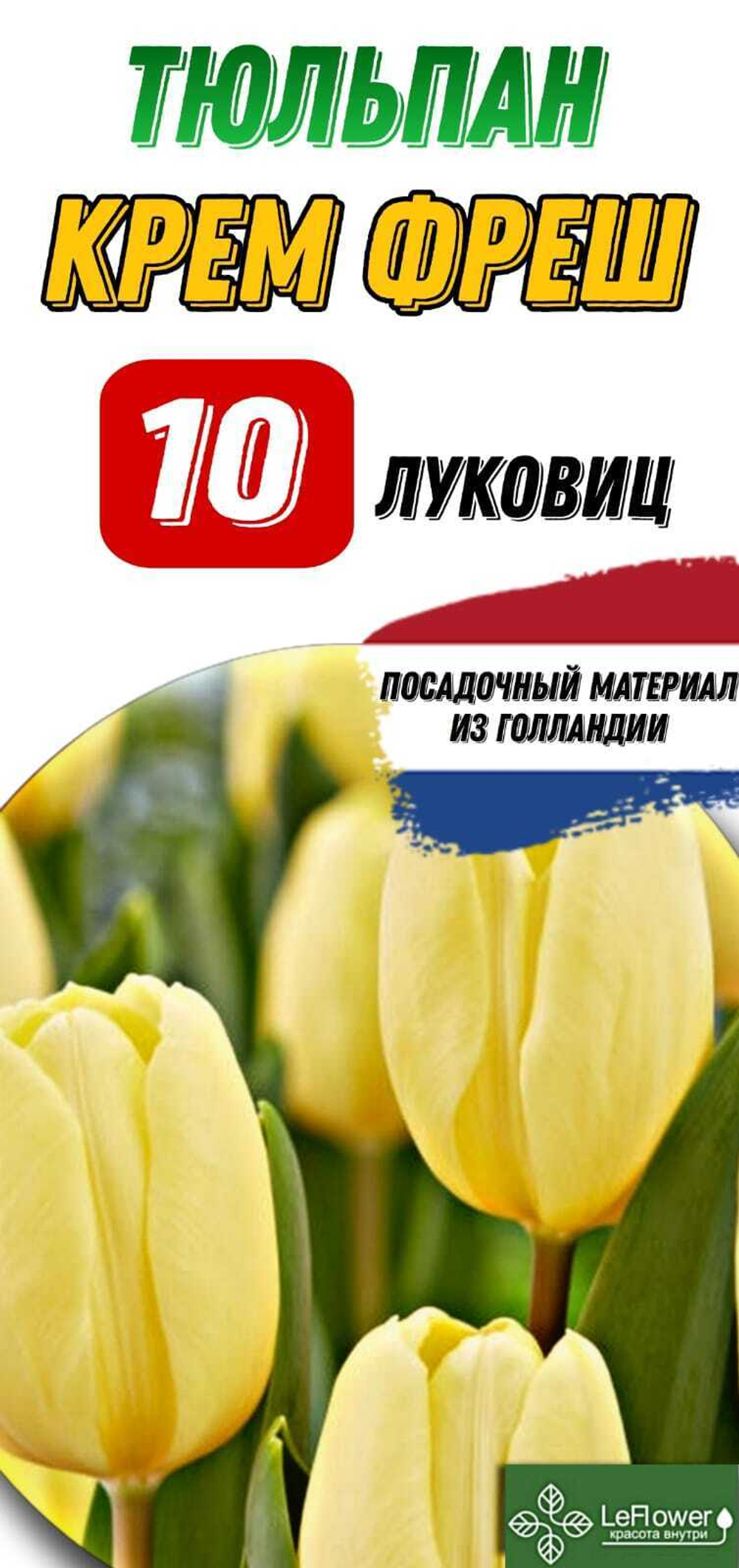 Тюльпан Луковица, Крем Фреш, 10шт