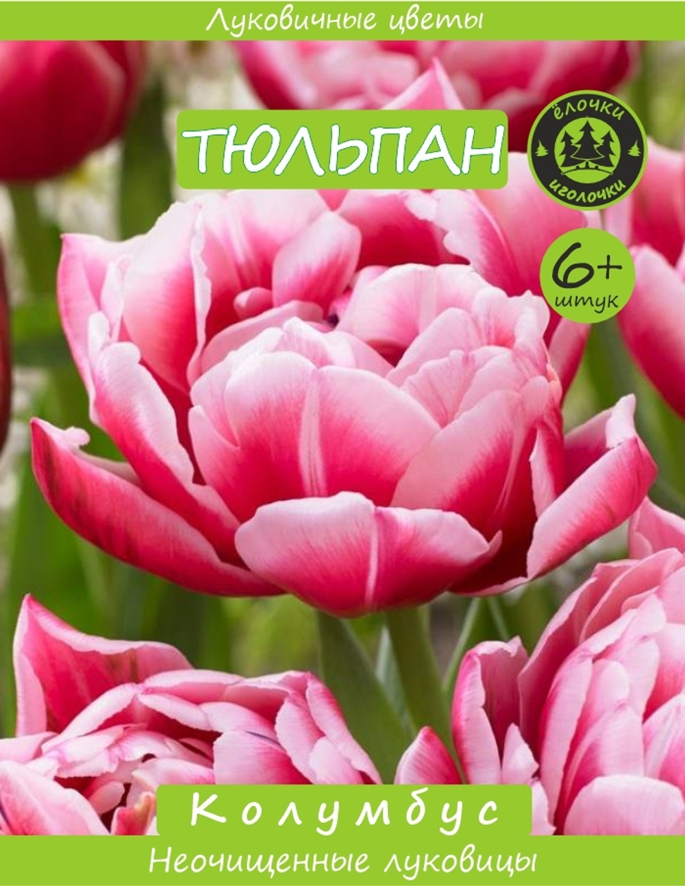 Тюльпан Луковица, Колумбус, 6+ шт