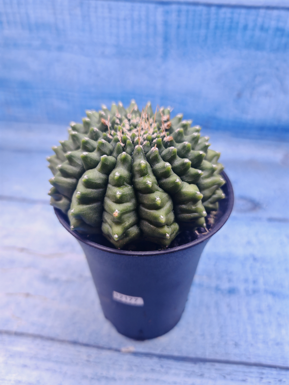 Gymnocalycium Spineless (Гимнокалициум)