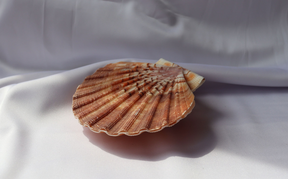 Раковина Пектен Албикан (Pecten albicans) двустворчатая (склеена), 9-12см, 1шт