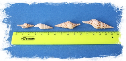 Лофиотома Акута