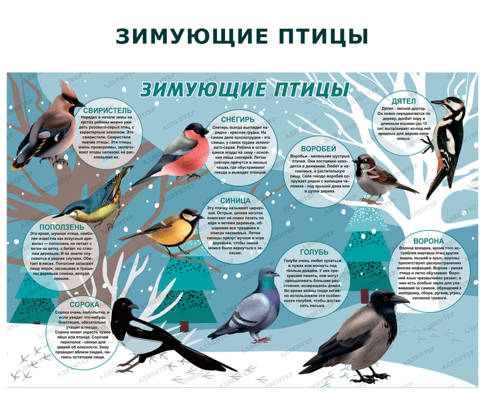 Комплект развивающий Мир птиц. Зимующие птицы 2157