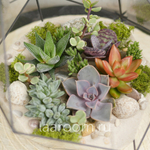 Флорариум с суккулентами Laaroom Икос