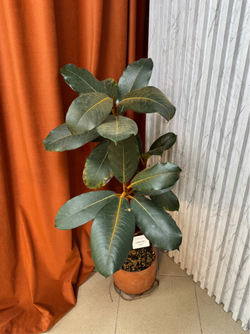 Фикус Вельвет, D18см Н80см, 1шт, Urban Jungle (7143)