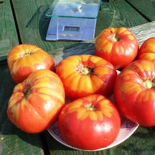 Помидоры - Sandul Moldovan - Сандул Молдавские