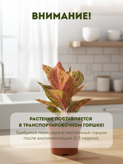 Аглаонема Gold Pauder д.12