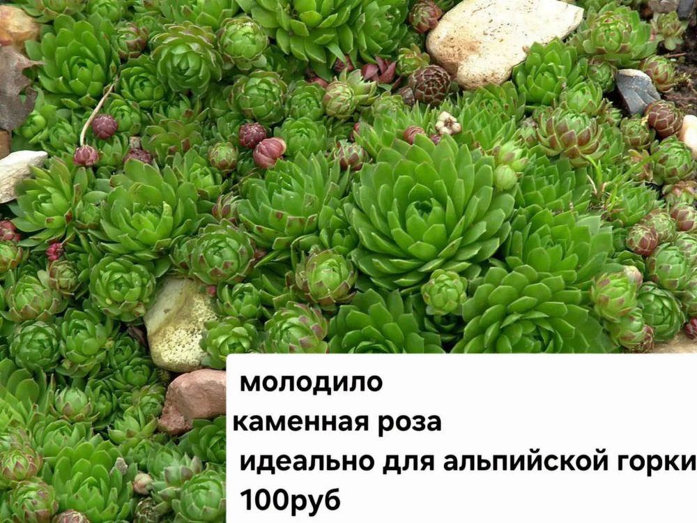 Молодило каменная роза для альпийских горок
