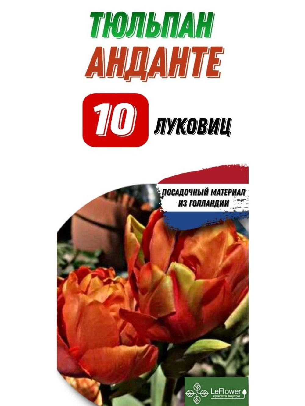 Тюльпан Луковица, Анданте, 10шт