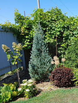 Можжевельник скальный Мунглоу 60-80 см Закупка М49 весна 2026