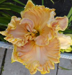 Лилейник в ассортименте