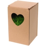 Цветочная композиция «Green garden» 10*12см в горшке, трава