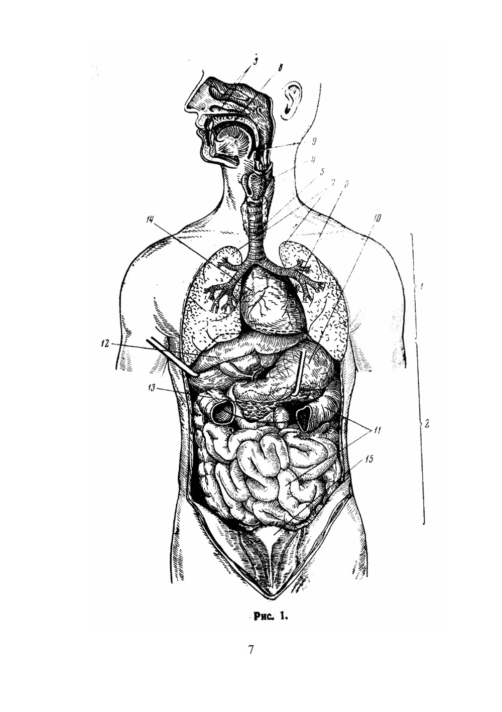 Анатомия и физиология человека | М.С. Миловзорова