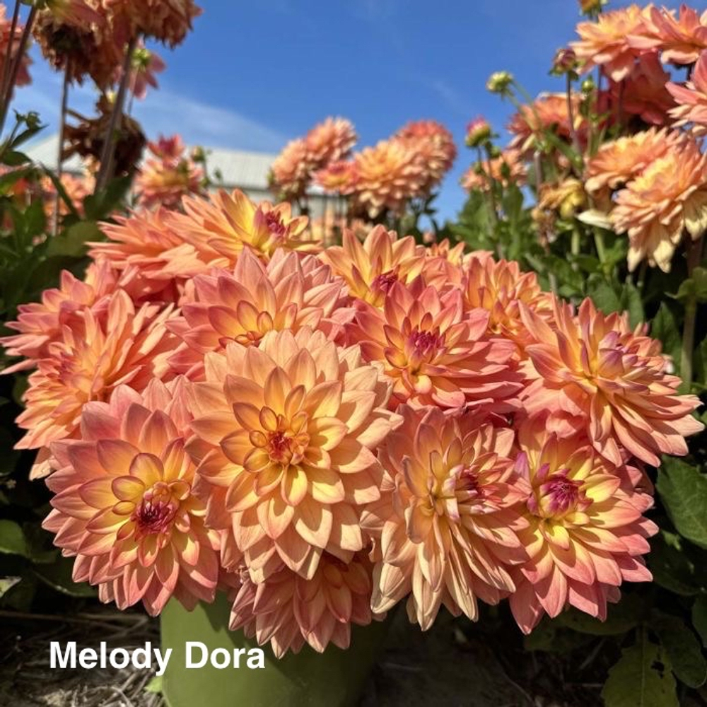 Георгина Мелоди Дора (Melody Dora), корнеклубень