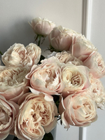 Роза нежная одноголовая